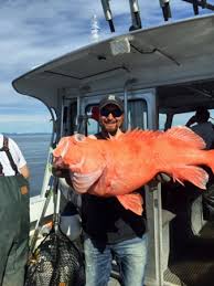 We did not find results for: Alaska Rockfish Fishing Charters With Crazy Rays Adventures