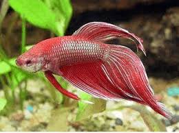 I bought a female veiltail betta fish and need ideas for names for her? Assorted Veiltail Betta Nano Tanks Australia Aquarium Shop