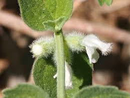 Image result for Acrotome inflata