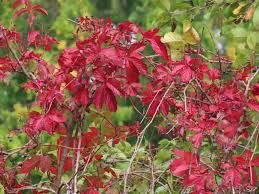 Image result for Parthenocissus quinquefolia