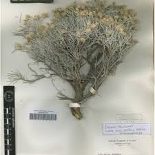 Image result for Tacazzea rosmarinifolia