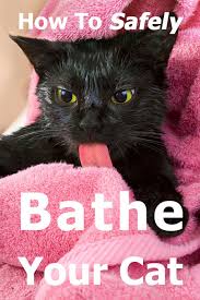 If your kitten is unable to groom themselves fully, or if they have a long coat of fur, you may want to bathe your kitten. How To Safely Bathe A Cat The Complete Guide Thecatsite Articles