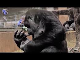 Gorilin Dogum Ani The Gorgeous Birth Of The Gorilla Hayvan