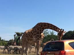 Ihre buchung wird sofort bestätigt Ausflugstipp Safaripark Und Speelland Beekse Bergen Familos Dietestfamilie