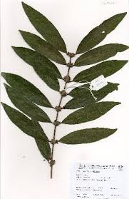 Image result for Polysphaeria