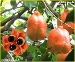 خفض مستويات الكوليسترول في الدم: Ø§Ù„Ø§Ù‚ÙŠØ© Ø§Ùˆ Ø§ÙƒÙŠ Ø§Ù„ØªÙØ§Ø­ ÙØ§ÙƒÙ‡Ø© Ø¬Ø§Ù…ÙŠÙƒØ§ Blighia Sapida Ù‚Ø³Ù… Ø§Ù„ÙÙˆØ§ÙƒÙ‡ Ø§Ù„Ù†Ø¨Ø§Øª Ù…Ø¹Ù„ÙˆÙ…Ø§Ù† Ø¹Ø§Ù…Ù‡ Ù…Ø¹Ù„ÙˆÙ…Ø§ØªÙŠØ© Fruit Stuffed Peppers Vegetables