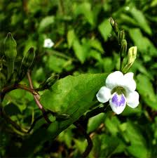 Image result for Asystasia intrusa