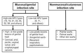 Hpv, or human papillomavirus, is a common virus that can lead to 6 types of cancers later in life. Pinkbook Hpv Epidemiology Of Vaccine Preventable Diseases Cdc
