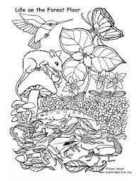 Shortleaf pine, longleaf pine and loblolly pine are the most common. Life On The Forest Floor Coloring Page