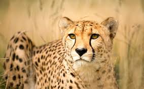 My Cousin The Cheetah Evolution Made Her Accelerate Faster Than A Sports Car Cheetah Face Rhino Africa Cheetah Pictures
