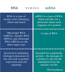 difference between rna and mrna definition types