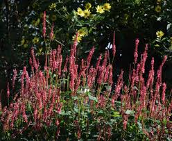 Image result for Persicaria