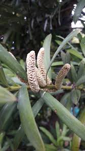 Image result for Podocarpus latifolius