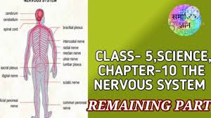 Class 5 Science Chapter 10 The Nervous System Samajikgyan Youtube