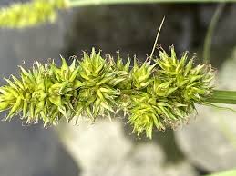 Image result for Ascolepis pusilla