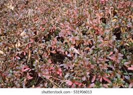 Image result for Buxaceae