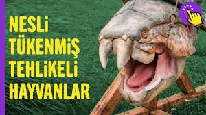 Iyi Ki Nesli Tukenmis Diyeceginiz Hayvanlar Ilginc Bilgiler Aklinda Olsun Youtube