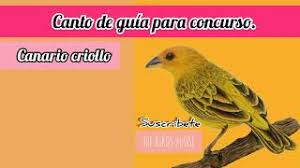 Canto de canario belga is free music & audio app, developed by riao media digital. Canto De Guia Para Canarios Criollos De Concurso Youtube