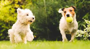 The best way to find great female dog names for your new puppy or your newly adopted dog is getting to know her and choose a right name fitting her. Dog Names That Start With G Will You Find The Perfect Name For Your Pup