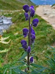 Aconitum Aconite Monkshood Wolfsbane A To Z Flowers