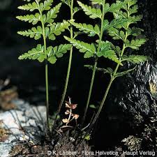 Image result for Asplenium adiantum-nigrum