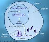 Image result for how to analyze a gene expression time course