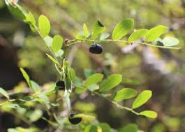 Image result for Phyllanthus udoricola