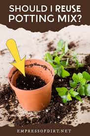 Is It Safe To Reuse Potting Soil Or Should I Start Fresh Empress Of Dirt In 2020 Potting Soil Gardening For Beginners Garden Companion Planting