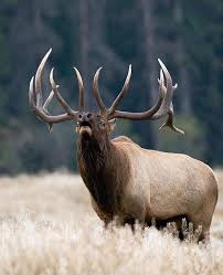 Pin On Elk