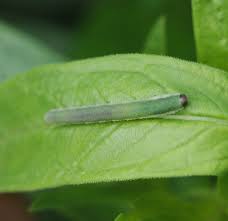 Image result for Tragia glabrata