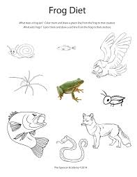Worksheet For A Frog S Prey And Predators Free For Personal Use Flap Book Frog Food Kids Education
