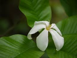 Image result for Gardenia resinifera