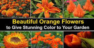 Ling's moment artificial flowers mixed living coral roses 25pcs real looking fake roses w/stem for diy wedding bouquets centerpieces arrangements party baby shower home decorations. 23 Types Of Orange Flowers Orange Flowering Plants With Pictures