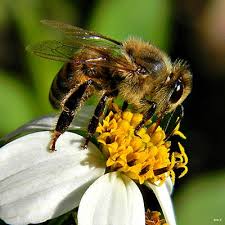 Plants either reproduce sexually or asexually, depending on the type of plant. Honey Bees As Pollinators Their Habitats And Products M403 Mu Extension