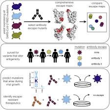 The majority of these mistakes are corrected through dna repair processes. Complete Mapping Of Mutations To The Sars Cov 2 Spike Receptor Binding Domain That Escape Antibody Recognition Sciencedirect