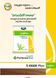 Orange yellow semi dent with bold kernels with excellent tip. Syngenta Offering From Syngenta S 6668 Plus Hybrid Facebook