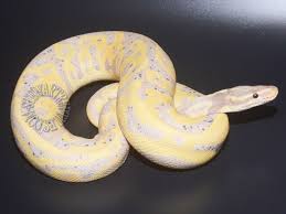 We did not find results for: Banana Freckling Which Combos To Watch Out For