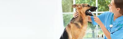 Enter your zip code & find info on low cost vet. Pet Dental Care Veterinarians Near Me Coral Springs Fl