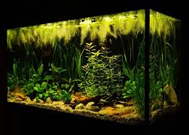Dwarf baby tears menjadi tanaman karpet aquascape tanpa co2 ketiga, tanaman ini sering di kenal dengan nama latin hemianthus callitrichoides atau hc merupakan tanaman yang memiliki daun kecil berwarna hijau subur dengan pertumbuhan merayap dialam sehingga banyak diminati pecinta aquascape. 4 Cara Mudah Membuat Aquascape Tanpa Co2 Bukareview