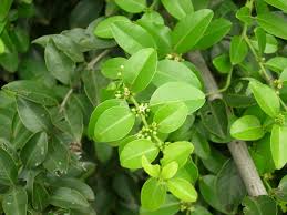 Image result for Scutia