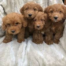 In addition, puppy lovers can browse our dog breeder directory and find dog breeders specific to your needs. Free Pets And Dogs For Free Rehoming Near Me Srehoming Twitter