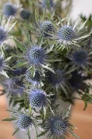 Diy Video Hortensienkranz Mit Lavendel Disteln Blushing Brides Und Mehr Mrs Greenery Distel Hortensienkranz Pflanzen