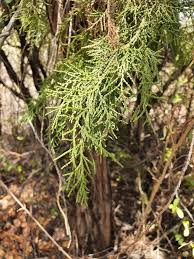 Image result for Juniperus procera