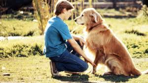 This movie contains examples of the following tropes: Vudu Homeward Bound The Incredible Journey Duwayne Dunham Robert Hays Kim Greist Jean Smart Watch Movies Tv Online