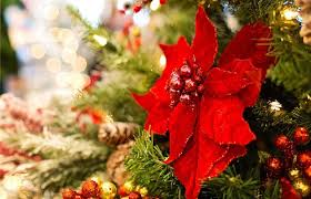 Check spelling or type a new query. How To Grow Poinsettia Gardening Site