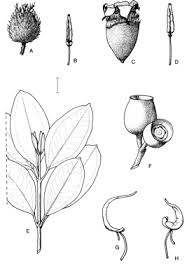 Image result for Tristemma