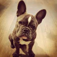 salvatore schito salvatoreschito store instagram fotos und videos instagram salvatore animals