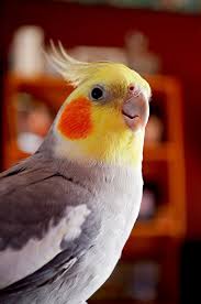 Cockatiel Yellow Bird With Red Cheeks Pin On Pet