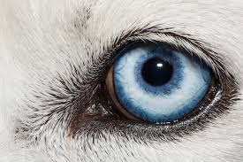 Find & download the most popular blue eyes vectors on freepik free for commercial use high quality images made for creative projects. Researchers Find Clues To What Causes Blue Eyes In Siberian Huskies
