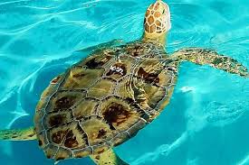 The island hammock pet hospital is a full service veterinary hospital committed to providing you and your pets the highest quality medical care at the lowest cost possible with a dedication to excellence and compassion in veterinary medicine. Turtle Hospital And Lower Florida Keys Day Trip From Key West 2021